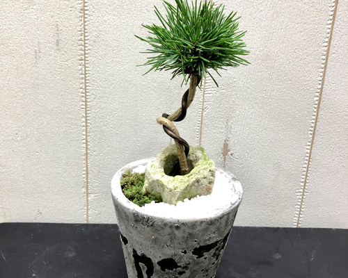 松の盆栽 約20cm Amazon | 盆栽妙 風格ある五葉松 松の盆栽 幅22cm×樹高27cm | 盆栽