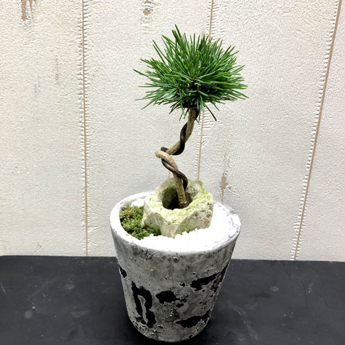 ミニ盆栽 松 その他インテリア雑貨 PLANTS SHOP OLIVE 通販 ミニ盆栽 松 その他インテリア雑貨 PLANTS SHOP OLIVE 通販
