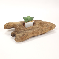 【温泉流木】おもちゃの飛行機のようなミニ鉢エアプランツスタンド ホルダー 木製 流木インテリア 1枚目の画像
