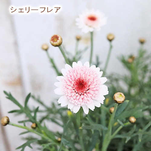 ドイリー1124❤️薔薇 パンジー マーガレット 八重咲き花✨2枚以上で2680円 ドイリー1124❤️薔薇 パンジー マーガレット 八重咲き花✨2枚
