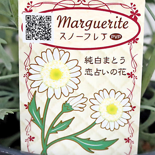 花苗 八重咲き マーガレット 4号 (12cm) 多年草 四季咲き 白 ピンク