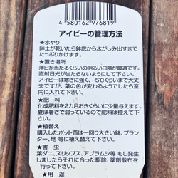 アイビーmix植え♪へデラ♪鉢カバー付き♪観葉植物♪ガーデニング♪寄せ植え♪送料無料 8枚目の画像