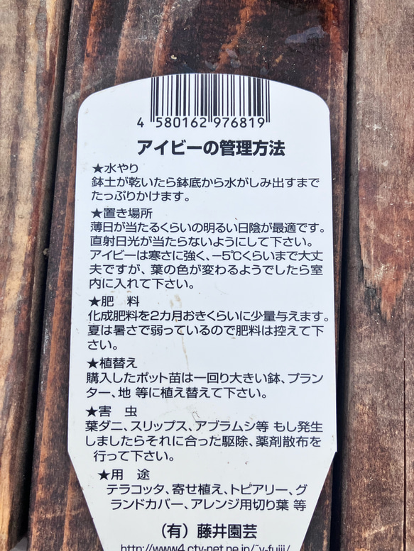 アイビーmix植え♪へデラ♪鉢カバー付き♪観葉植物♪ガーデニング♪寄せ植え♪送料無料 8枚目の画像