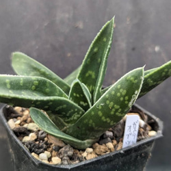 3特選子株 アガベ チタノタ 黒豹（ダイヤモンド） 大甲蓋 狂強