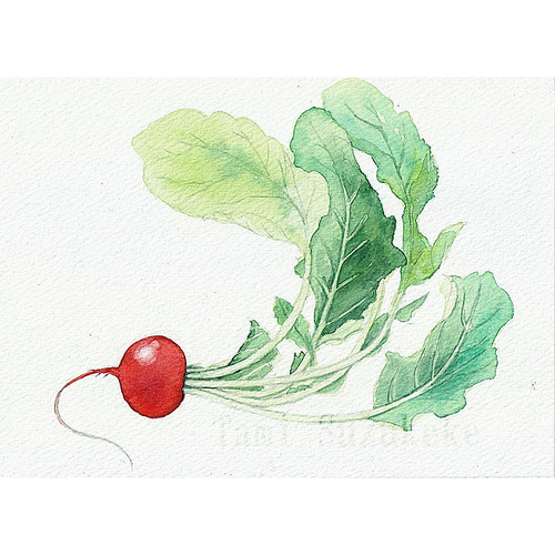 ルリタマアザミ　水彩画　原画 8ab69535a0c3dde14374b2180d82ed