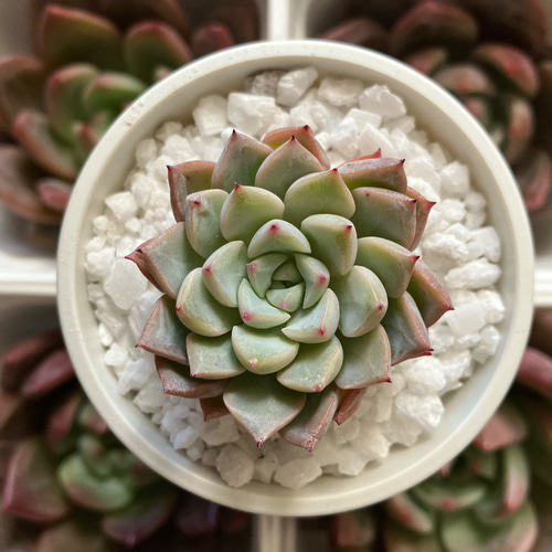 今だけ送料無料！】ポコ【大人気 エケベリア カット苗】 多肉植物