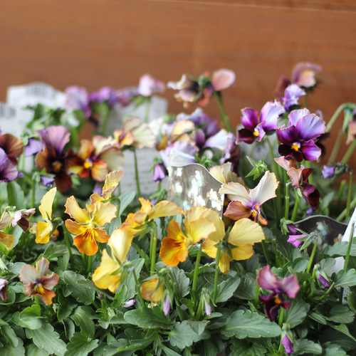 abcさま専用苗木セット12本