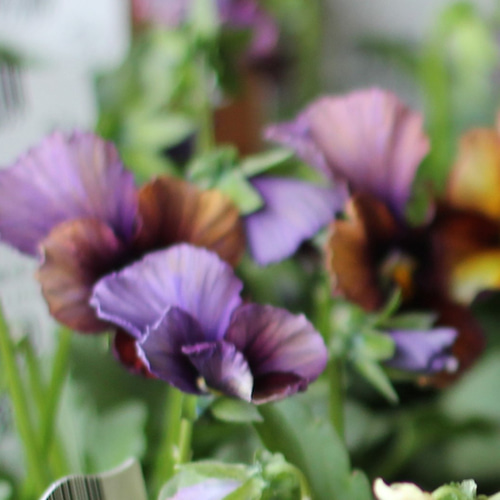 abcさま専用苗木セット12本