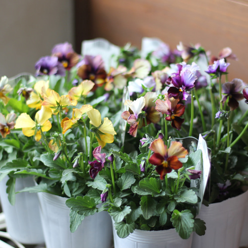 abcさま専用苗木セット12本