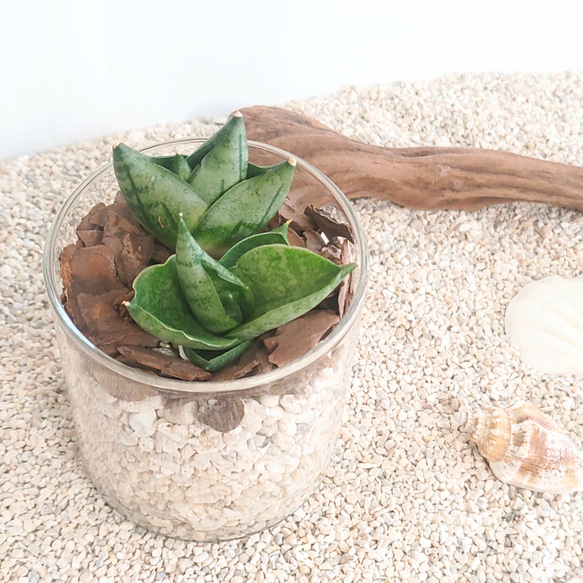 えみ様 オーダー品】サンスベリア ボンセレンシスドワーフ 観葉植物 