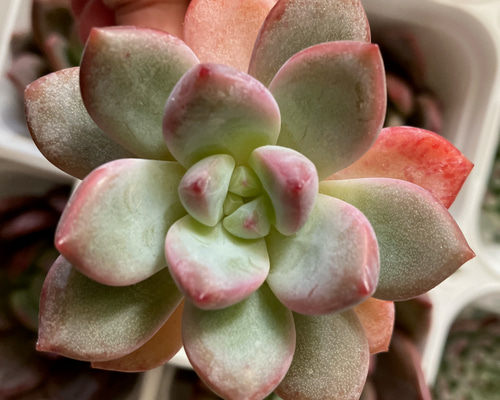 aeb697444caca9de51d07e617aa87e