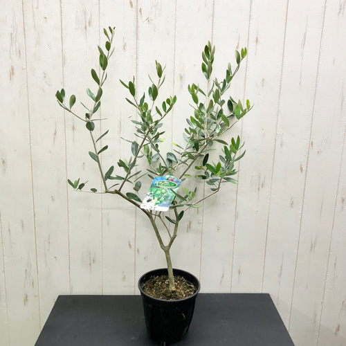  olives 廃盤 入手困難 ジェリーキャット オリーブ レア IMG_3706-e1695102887900-