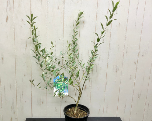 珍しい品種 オリーブの木 セントキャサリン その他インテリア雑貨