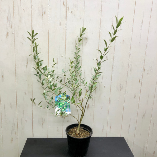 珍しい品種 オリーブの木 セントキャサリン その他インテリア雑貨