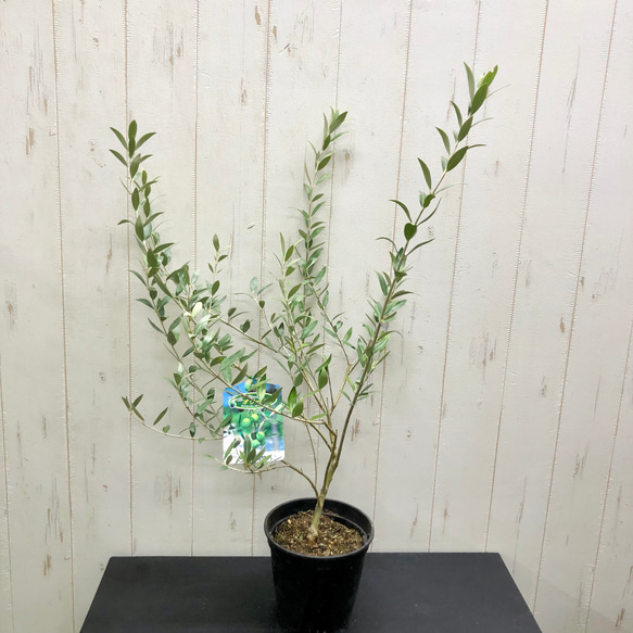 珍しい品種 オリーブの木 セントキャサリン その他インテリア