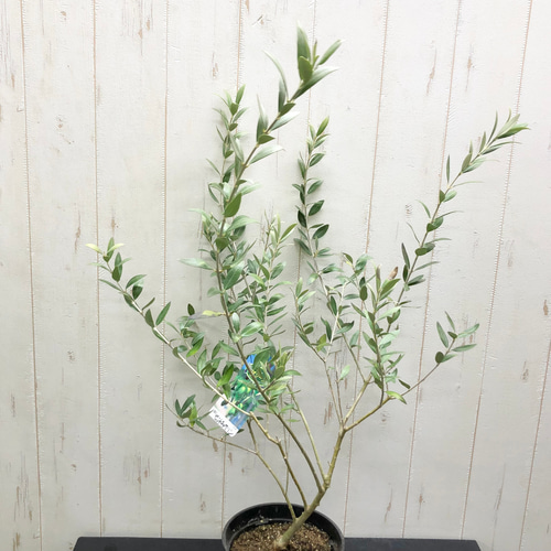 珍しい品種 オリーブの木 セントキャサリン その他インテリア雑貨
