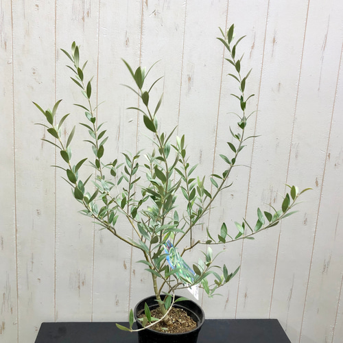 現品、オリーブの大苗※セント・キャサリン 　レア物です単体でも実がなる品種です！ 現品、オリーブの大苗※セント・キャサリン レア物です単体でも実