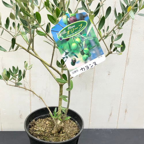 珍しい品種 オリーブの木 カヨンヌ その他インテリア雑貨 PLANTS