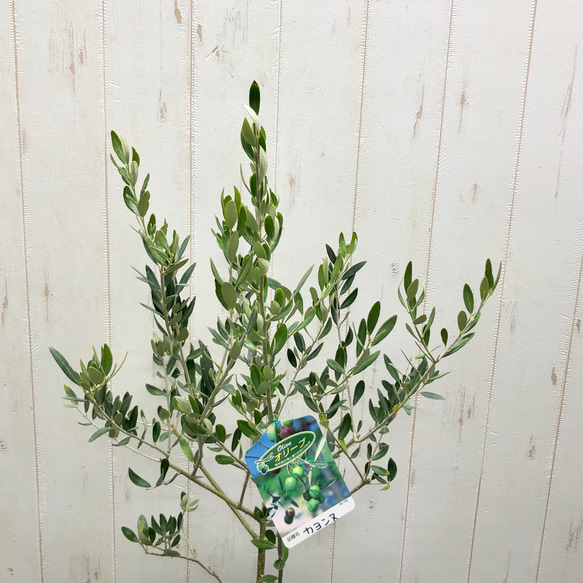 珍しい品種   オリーブの木   カヨンヌ 5枚目の画像