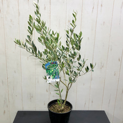 珍しい品種   オリーブの木   カヨンヌ 2枚目の画像