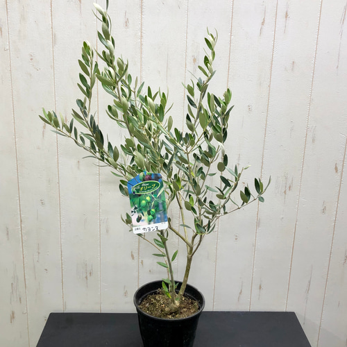 珍しい品種 オリーブの木 カヨンヌ その他インテリア雑貨 PLANTS