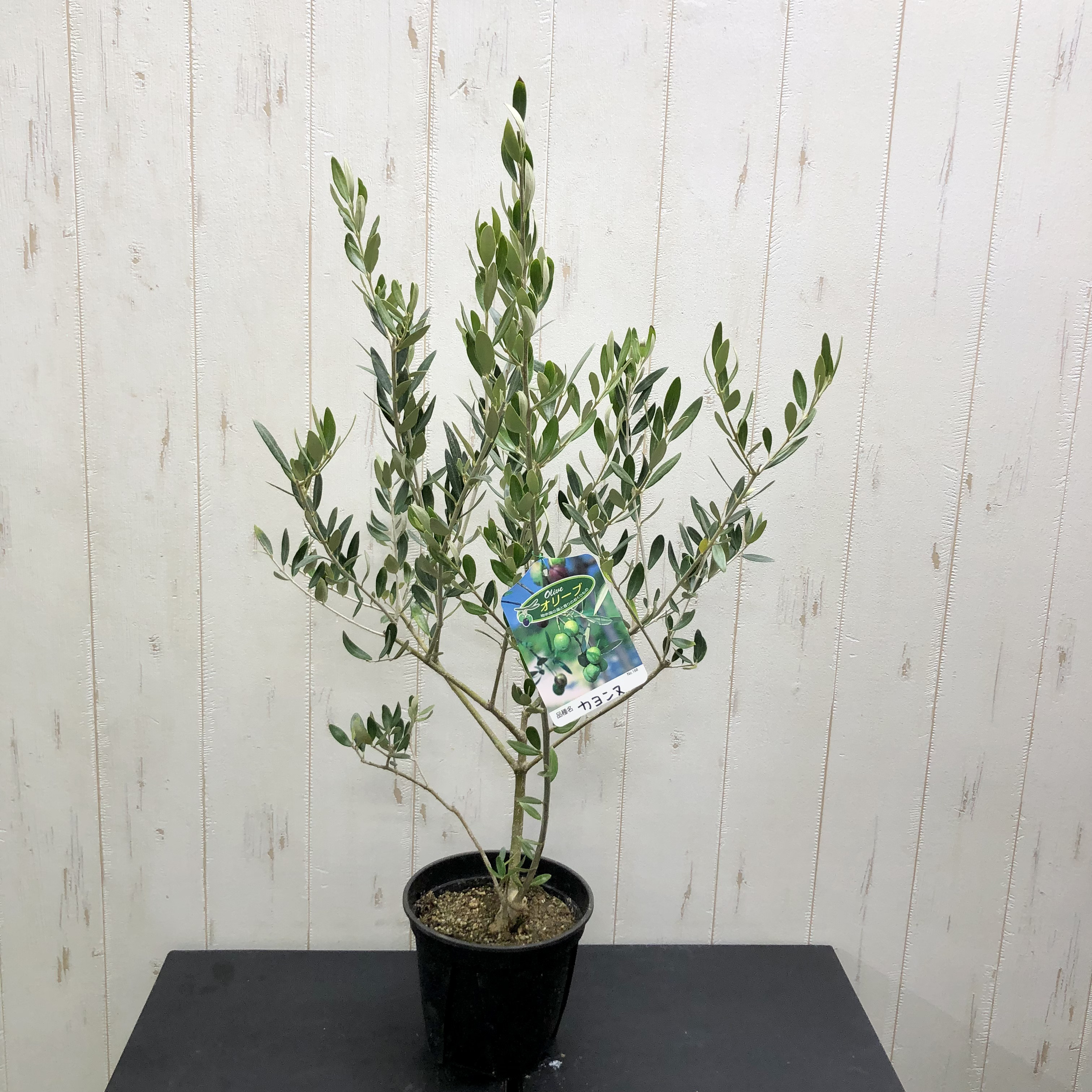 希少 2 オリーブの木 カヨンヌ｜観葉植物