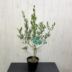 オリーブの木　カヨンヌ 実付き 接木　直立性植物 オリーブの木 カヨンヌ 実付き 接木 直立性植物 オリーブの木 カヨンヌ