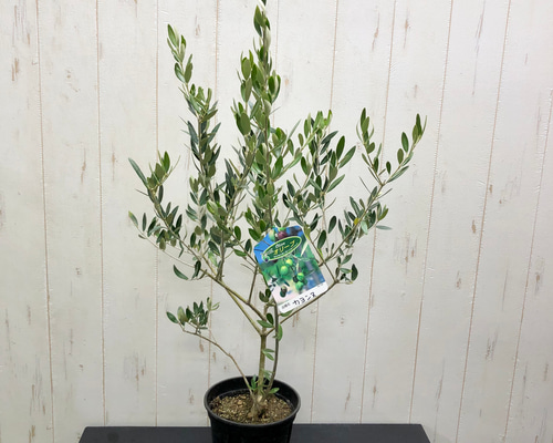 小倉園 オリーブ・カヨンヌ 8号鉢 オリーブの木 鉢植え 庭木