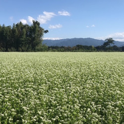 令和5年産新そば　熊本県相良村産　そば粉5ｋg（500ｇ×10）栽培期間中農薬不使用　グルテンフリー　1等玄そば 3枚目の画像