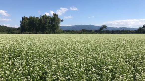 令和5年産新そば　熊本県相良村産　そば粉5ｋg（500ｇ×10）栽培期間中農薬不使用　グルテンフリー　1等玄そば 3枚目の画像