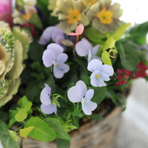 季節の寄せ植え　葉牡丹　キャスケード型 季節の寄せ植え 葉牡丹 キャスケード型