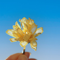 ハチミツ色の蝋梅(ろうばい)ポニーフック 1枚目の画像