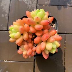 農園直売 多肉植物 寄せ植え アエオニウム属 海王（群）超美苗 観葉