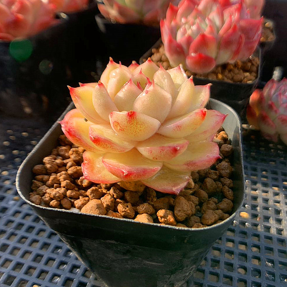 720.多肉植物 寄せ植え エケベリア属 バニラバナナ（単） 抜き苗