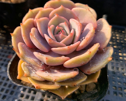 725.多肉植物 寄せ植え エケベリア属 粉蝶（単） 抜き苗 アート