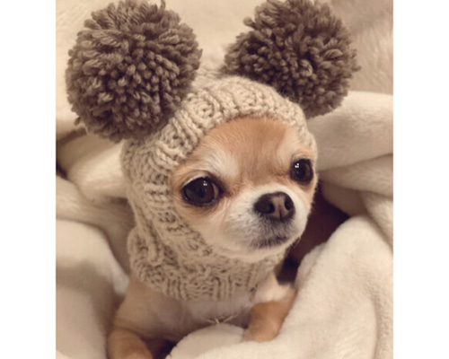 大きめサイズ 大好評♪ 手編み■ 犬 スヌード ■ ボストンテリア ニット帽 大きめサイズ 大人気♪ 手編み◇ 犬 スヌード ◇ イタグレ