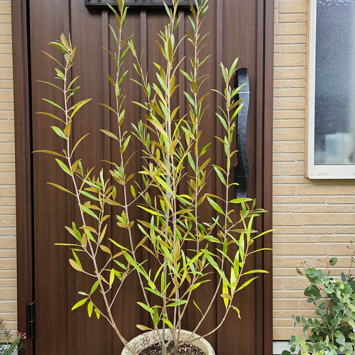 オリーブの木 ひなかぜ 大型テラコッタ鉢植え 苗 シンボルツリーに♪