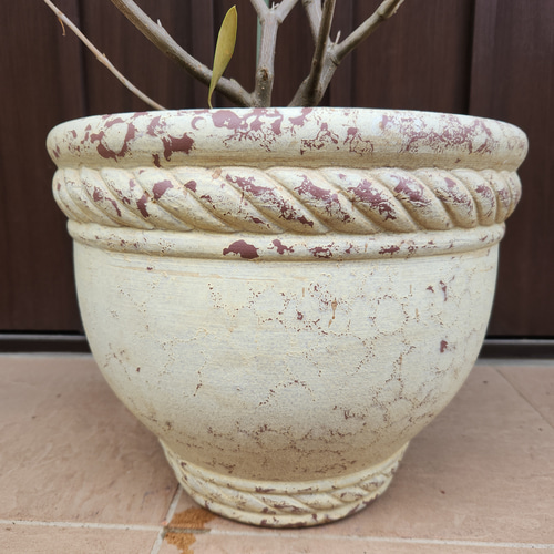 ボリューム株　オリーブ　ひなかぜ　テラコッタ鉢植え　苗　苗木　シンボルツリー ボリューム株 オリーブ ひなかぜ テラコッタ鉢植え 苗 苗木