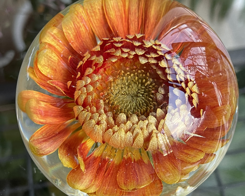 ピアスハーバリウムかすみ草オレンジ花黄色推し活着物卒業式春