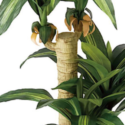 光触媒　人工観葉植物　ウォールグリーン　ブラックグリーン　幸福の木 6枚目の画像