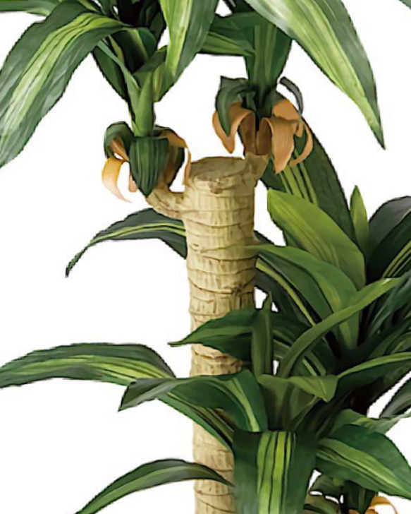 光触媒　人工観葉植物　ウォールグリーン　ブラックグリーン　幸福の木 6枚目の画像