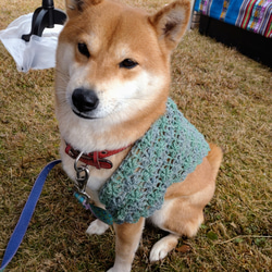 大型犬用シェル模様♡三角ショールカーディガン♡ 4枚目の画像