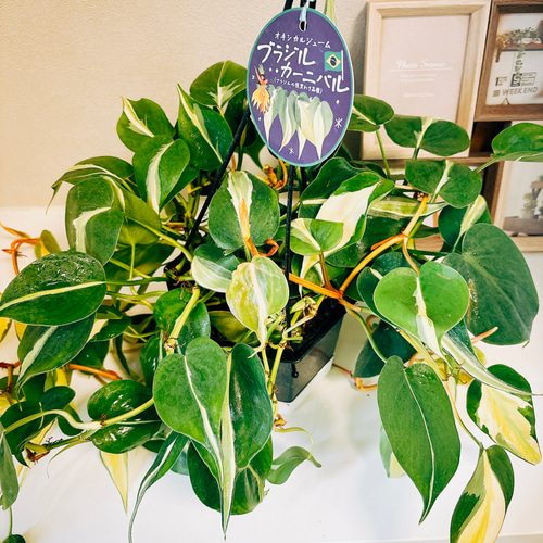 珍しい仕立てです✨フィロデンドロン✨オキシカルジウム✨ブラジル　タワー　5本立ち 楽天市場】フィロデンドロン・オキシカルジウム（タワー仕立て