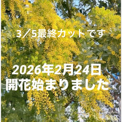 ミモザ 60サイズ 開花後発送又は現状発送 「春の誕生花2026」 ドライ