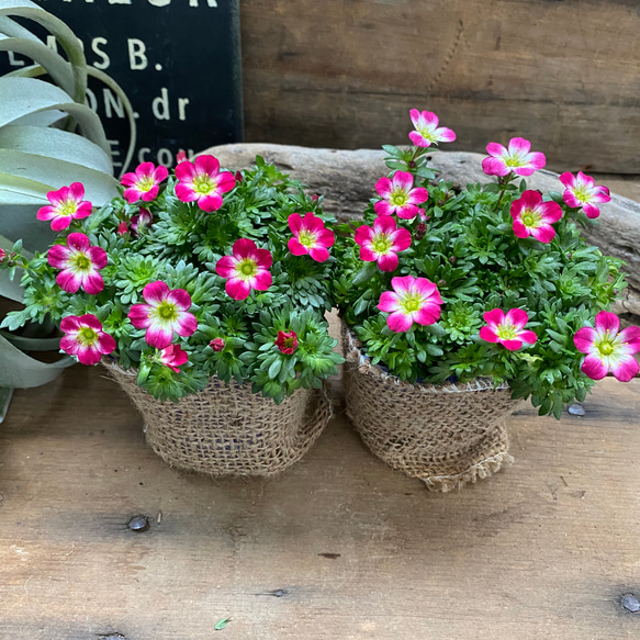 2個セット♡雲間草ピンク♡こんもり丸型♡寒さに強い♡ガーデニング 8枚目の画像