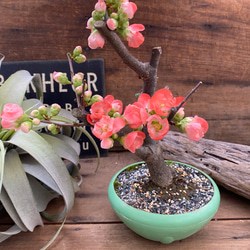 祝い桜♡ボケ♡観葉植物♡イワイザクラ♡可愛い♡ 5枚目の画像