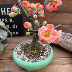 祝い桜♡ボケ♡観葉植物♡イワイザクラ♡可愛い♡ 7枚目の画像