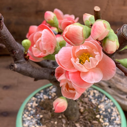 祝い桜♡ボケ♡観葉植物♡イワイザクラ♡可愛い♡ 3枚目の画像