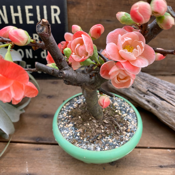 祝い桜♡ボケ♡観葉植物♡イワイザクラ♡可愛い♡ 1枚目の画像