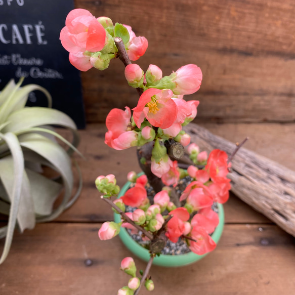 祝い桜♡ボケ♡観葉植物♡イワイザクラ♡可愛い♡ 6枚目の画像